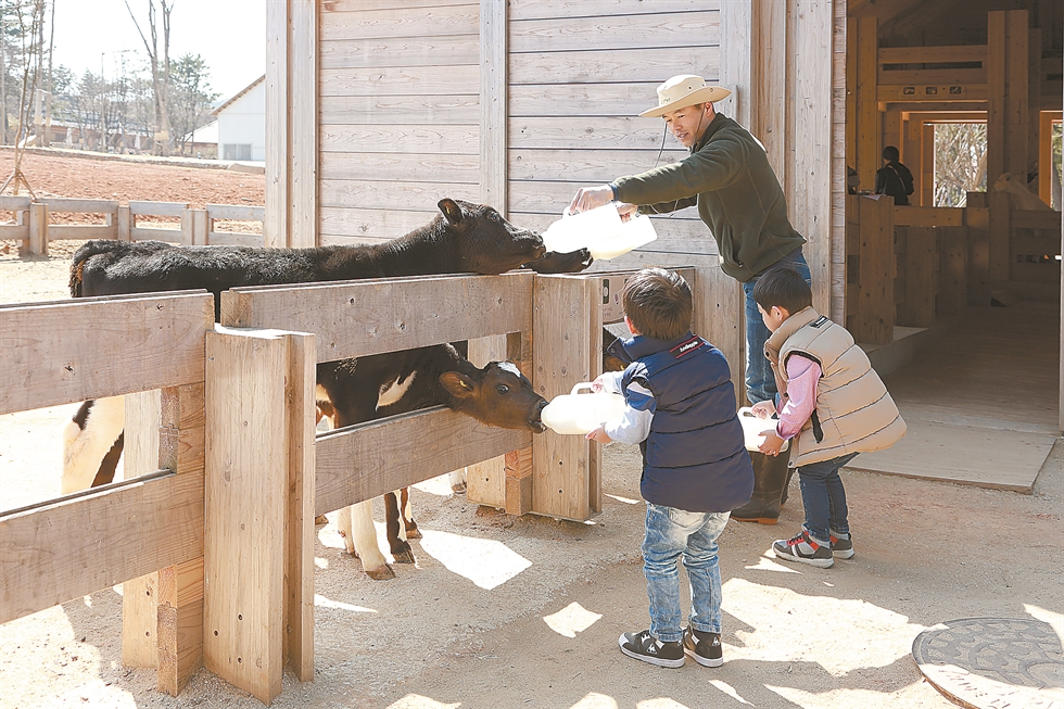 Children feed milk to calves.